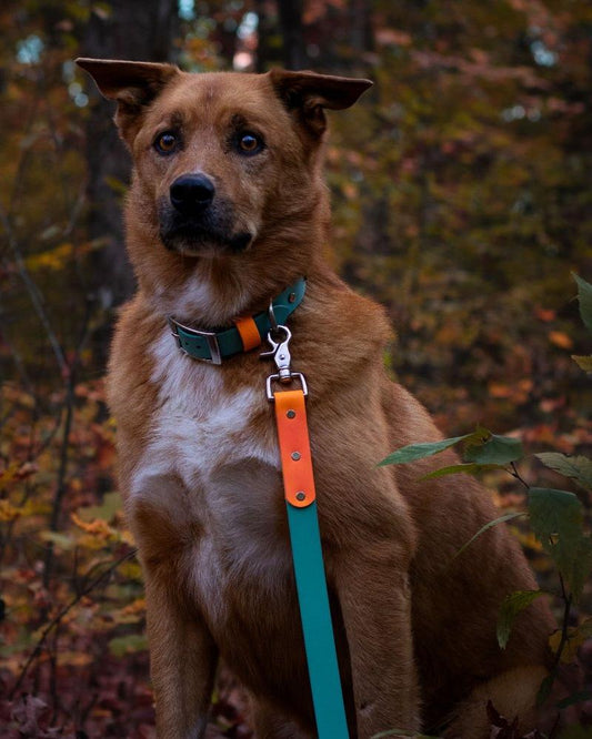 Waterproof BioThane Two-Tone Leash | Stainless Steel Hardware