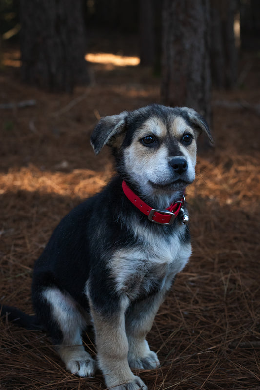 Limited Edition Mini Christmas Jingle Bell Collar