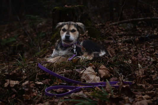 5/8" Waterproof BioThane Leash | Stainless Steel Hardware