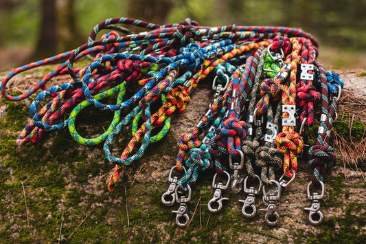 Colorful dog leashes with metal clasps on a wooden surface