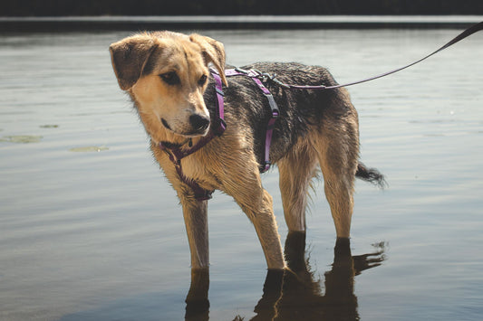 Dog standing in water wearing a harness and leash