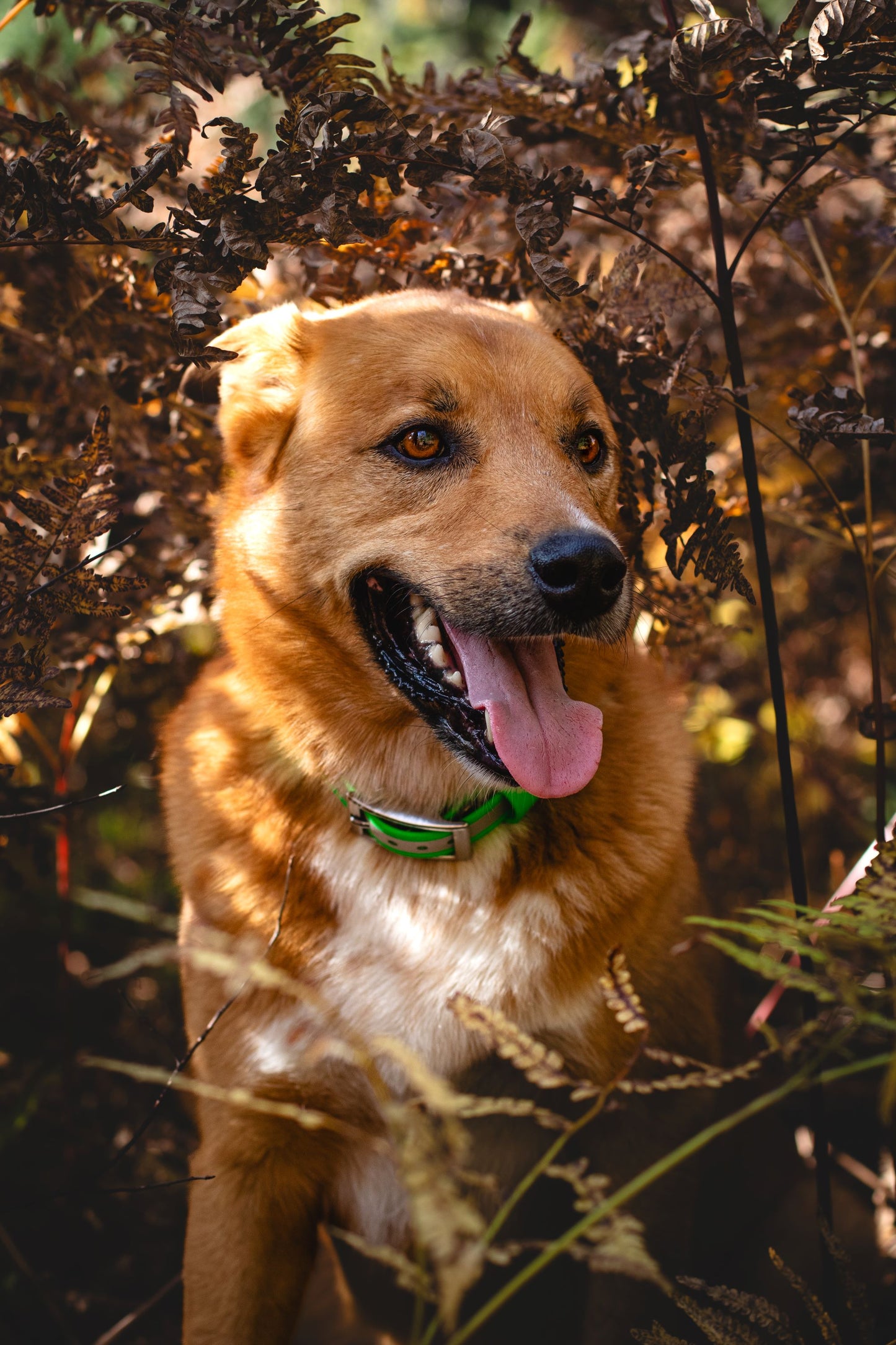 Backwoods Dog Fynn wearing BioThane waterproof reflective safety collar