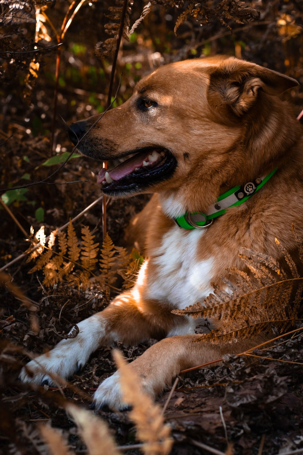 Dog wearing Backwoods Dog reflective collar