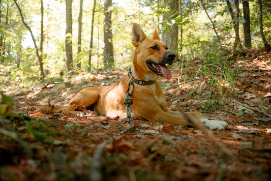 Dog lying on a forest floor with sunlight filtering through the trees