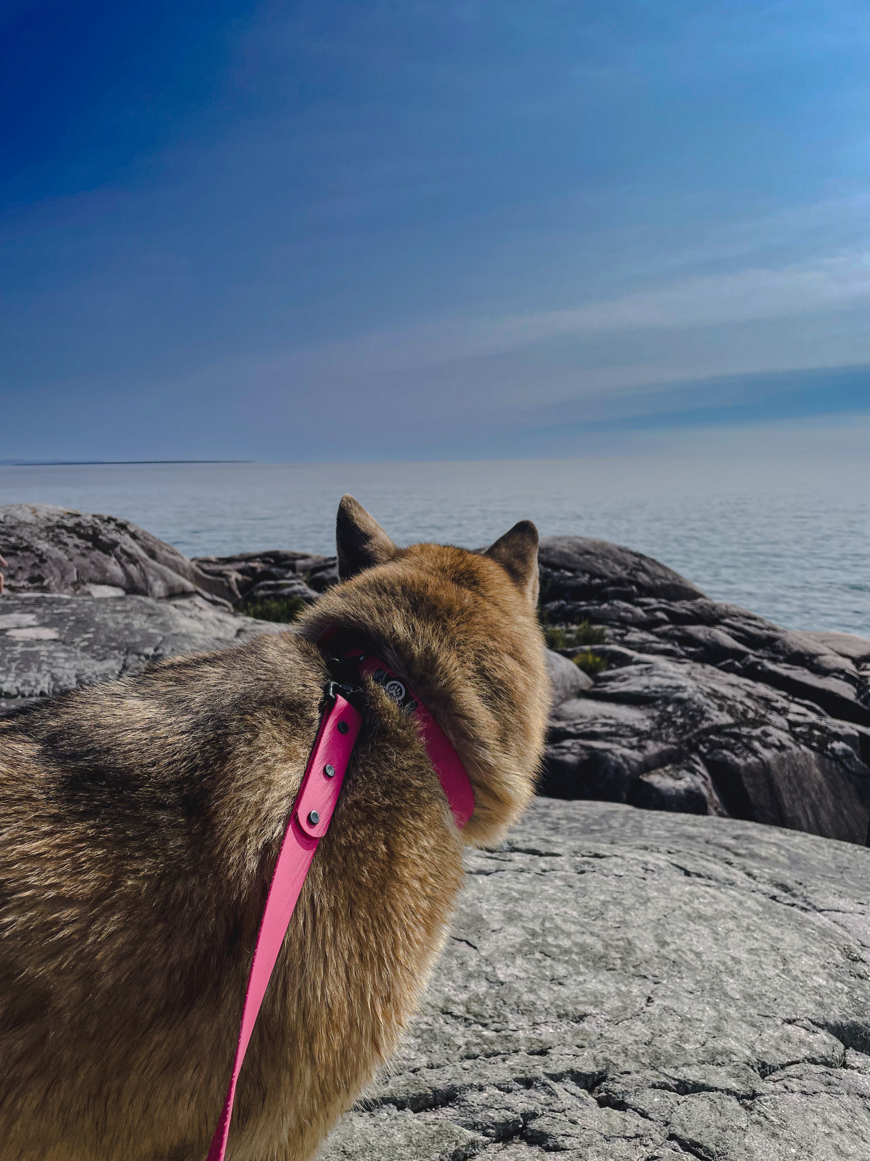 Luna the Backwoods Dog adventuring in BioThane leash and collar set