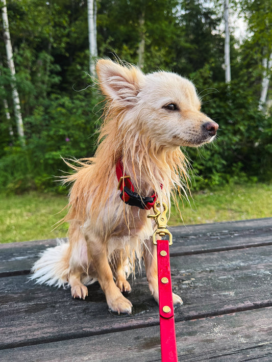 Mini Waterproof BioThane Quick-Release Collar