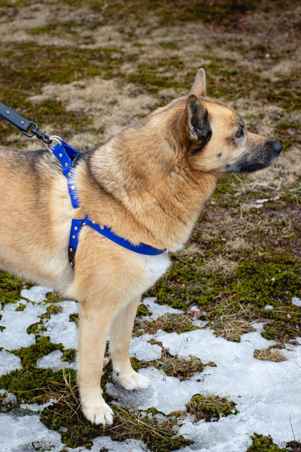 Backwoods Dog BioThane step-in harness in royal blue on alaskan husky dog standing in moss and snow