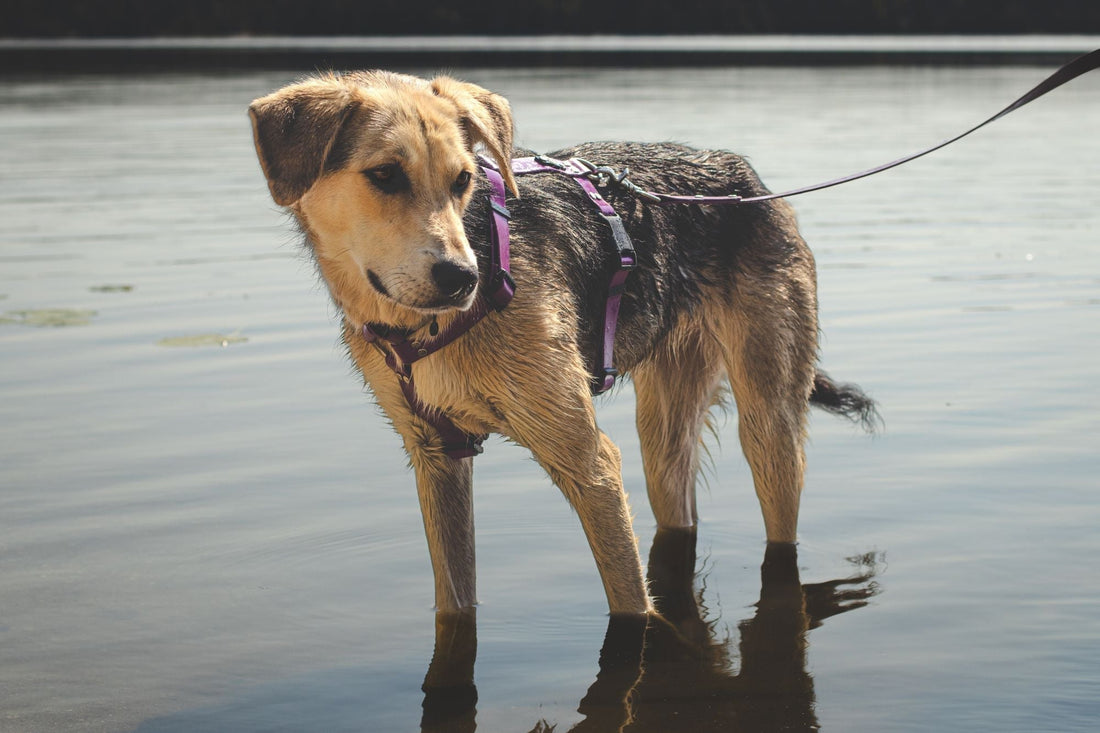 dog standing in water wearing purple harness, collar, and leash set