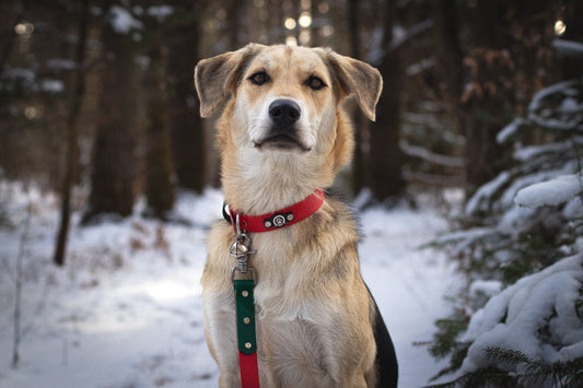 Ringing in the Holiday Cheer: The Story Behind Our Jingle Bell Collar