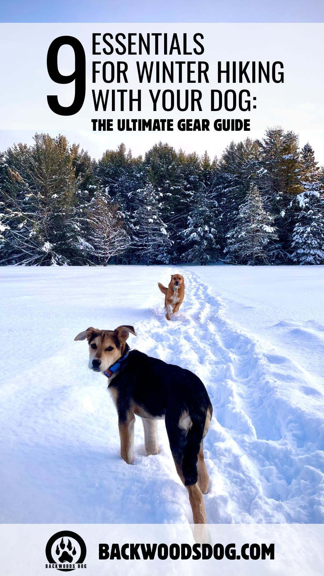 9 Essentials for Winter Hiking with Dogs: The Ultimate Gear Guide