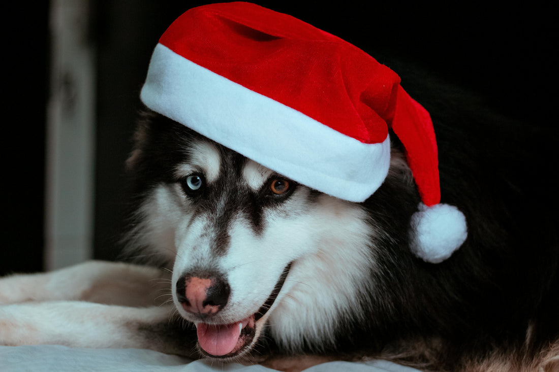 6 Fun Ways to Celebrate the Holiday Season with Your Dog