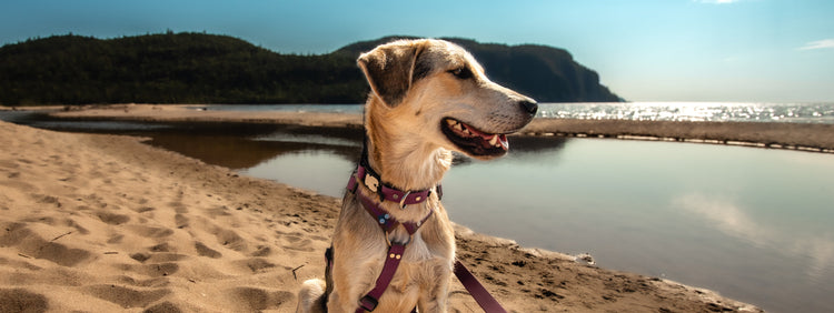 Dog Days of Summer