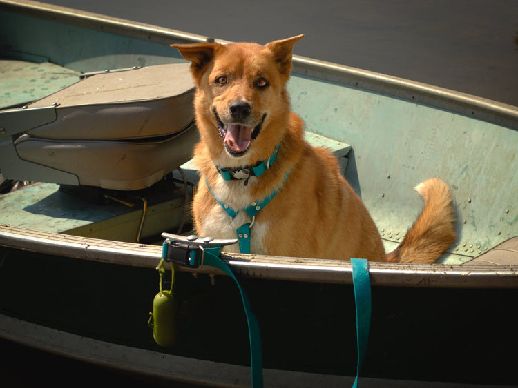 Hands-Free Leash Systems