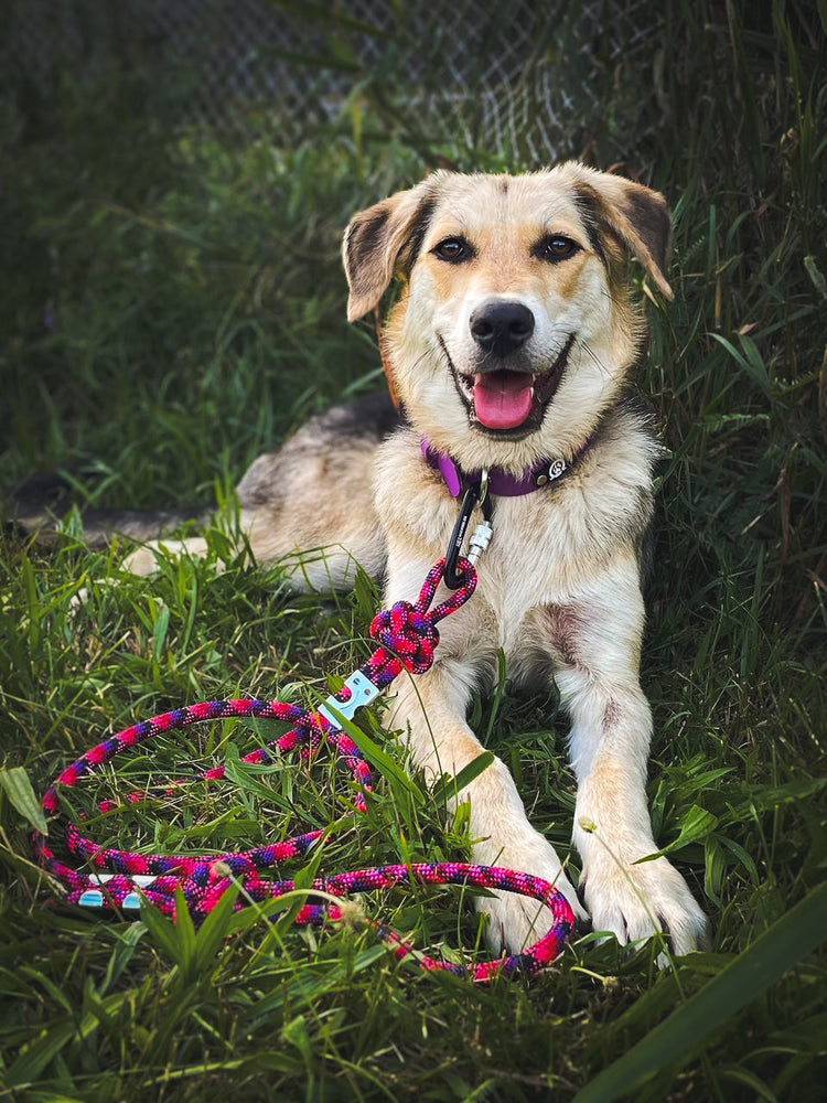 Rope Leashes