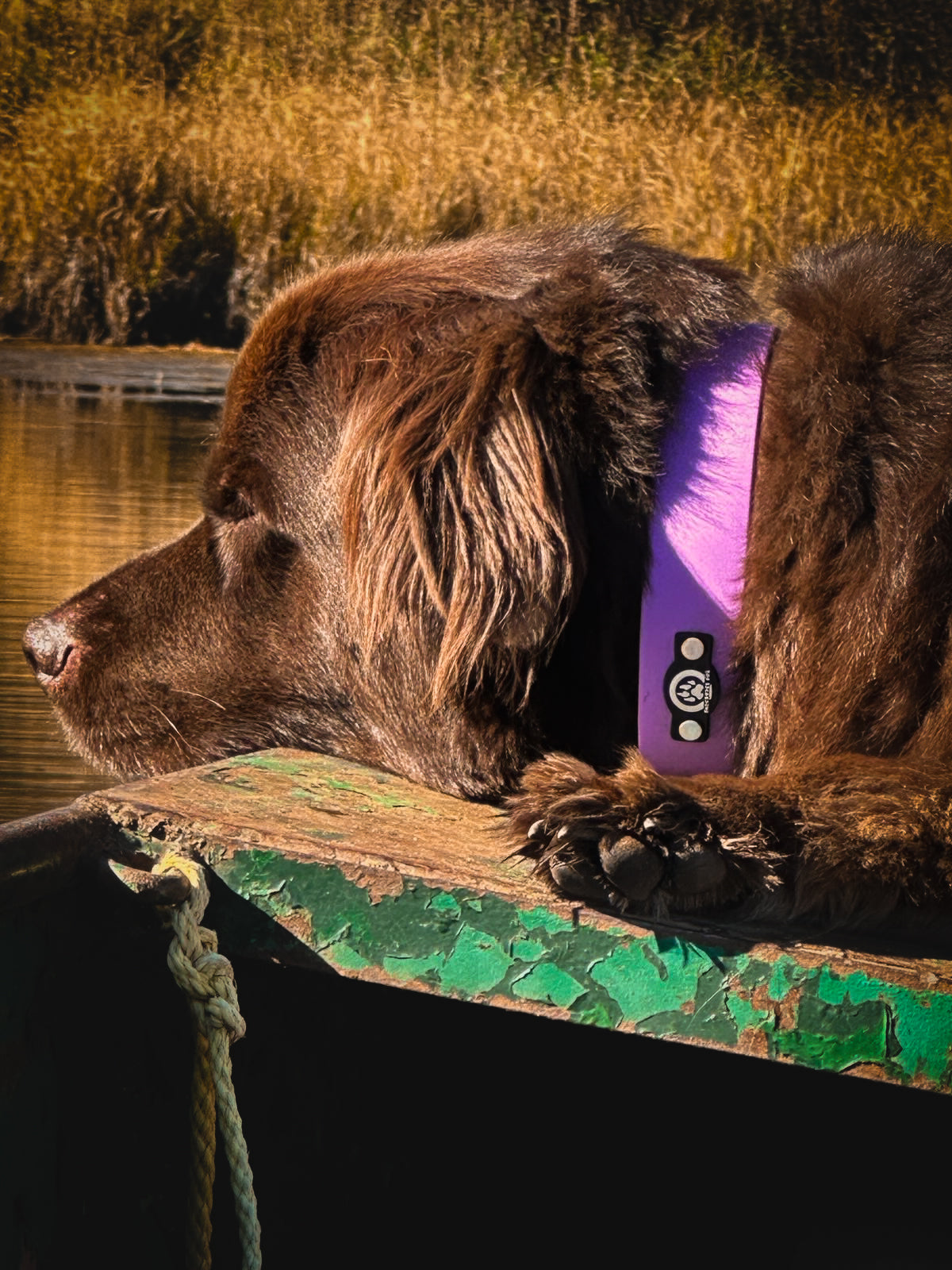 Collier à boucle argenté imperméable de 1,5 po