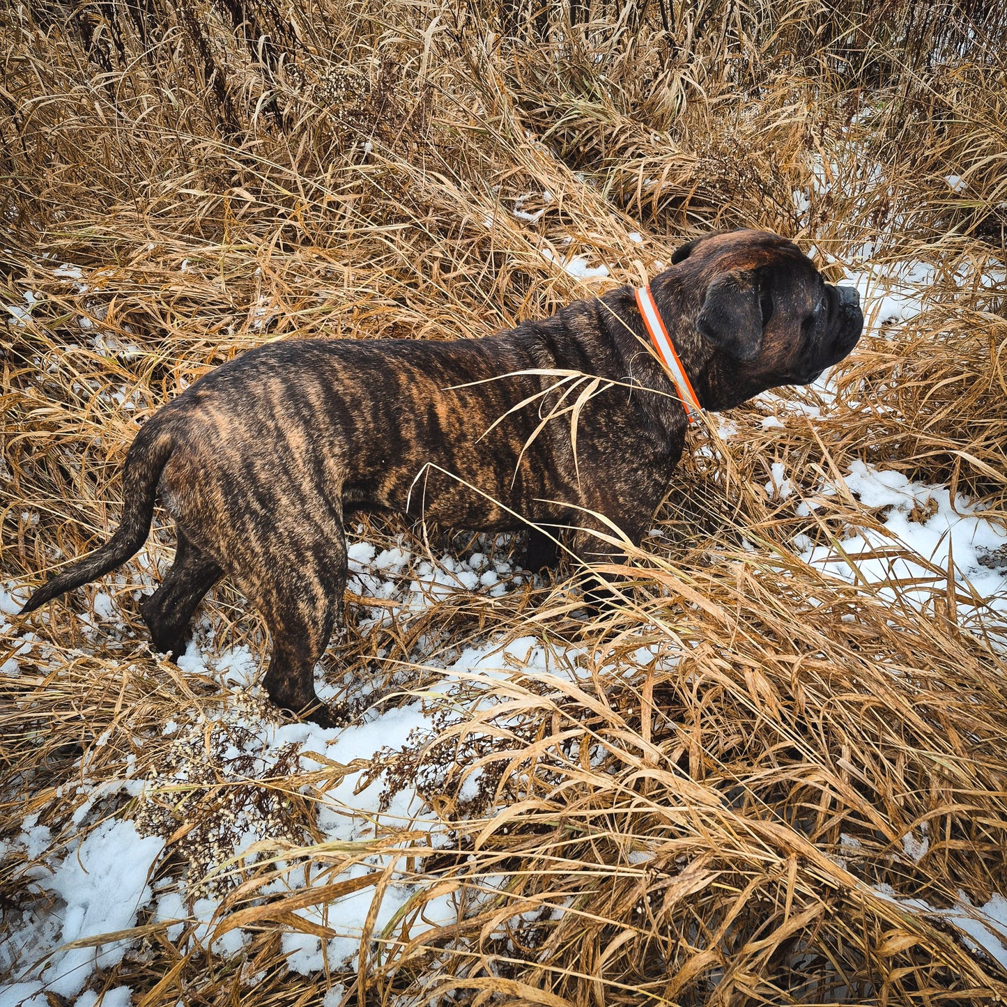Collier à boucle imperméable réfléchissant