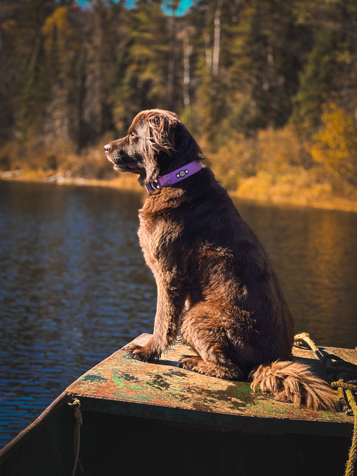 Collier à boucle argenté imperméable de 1,5 po