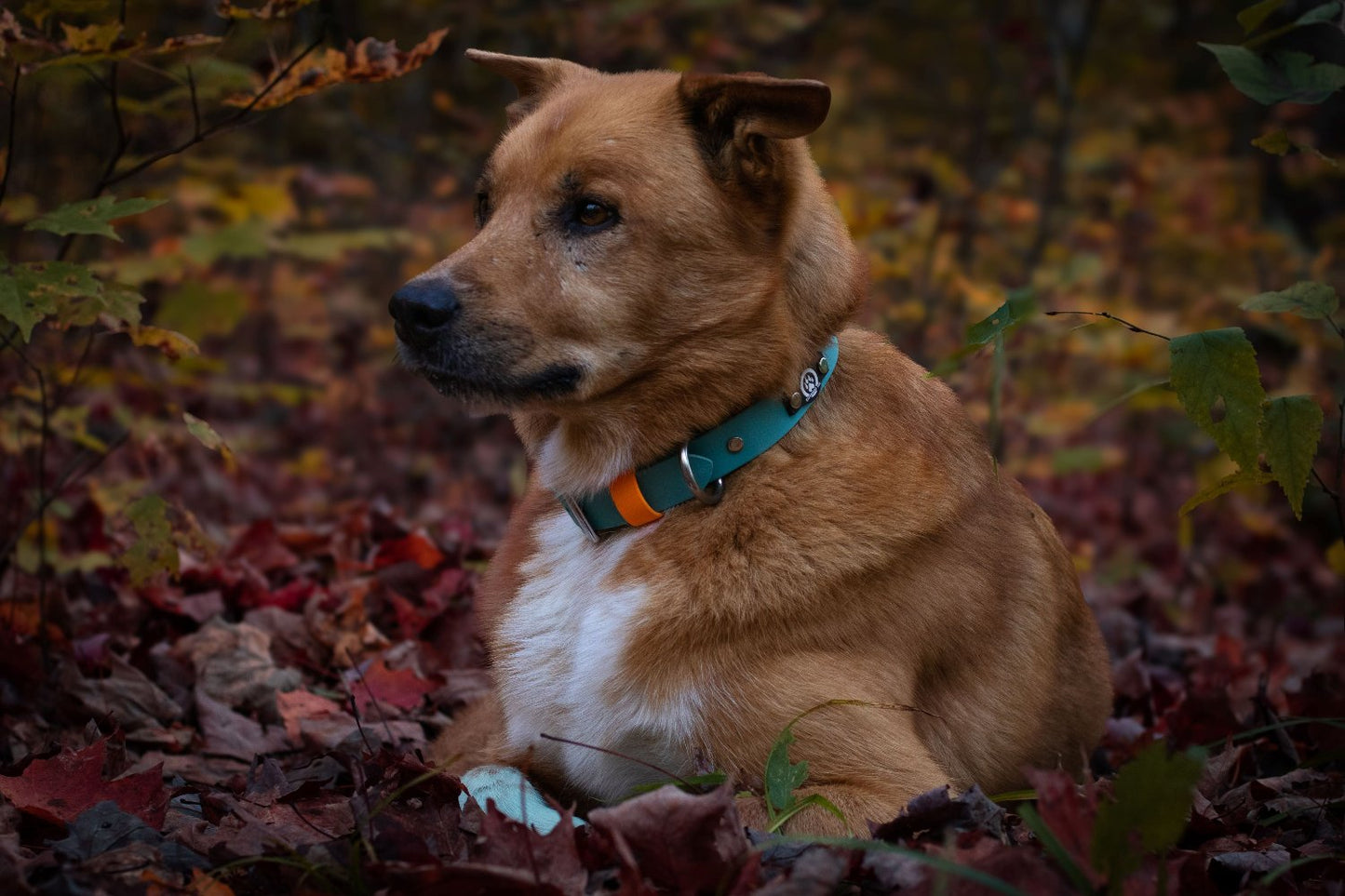 Buckle Collar & Matching Leash Set