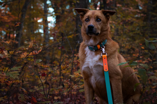Buckle Collar & Matching Leash Set