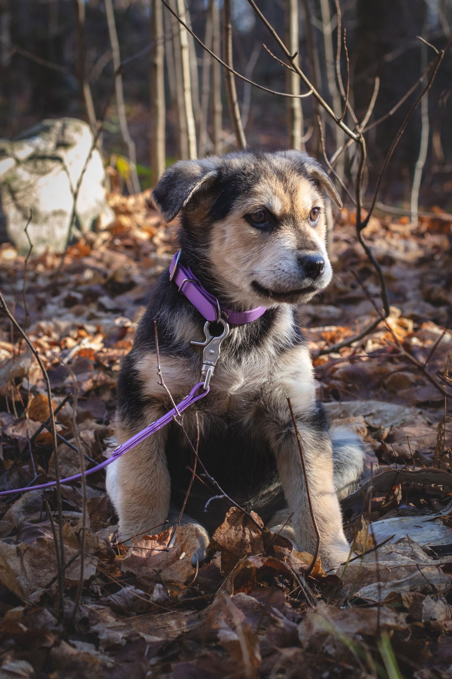 Mini Buckle Collar & Matching Leash Set