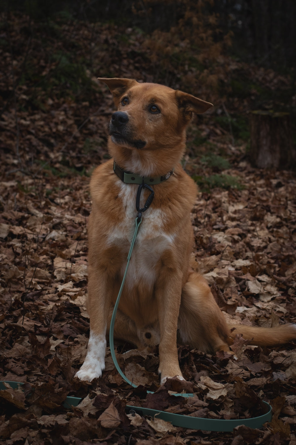 Collier pour chien imperméable à dégagement rapide