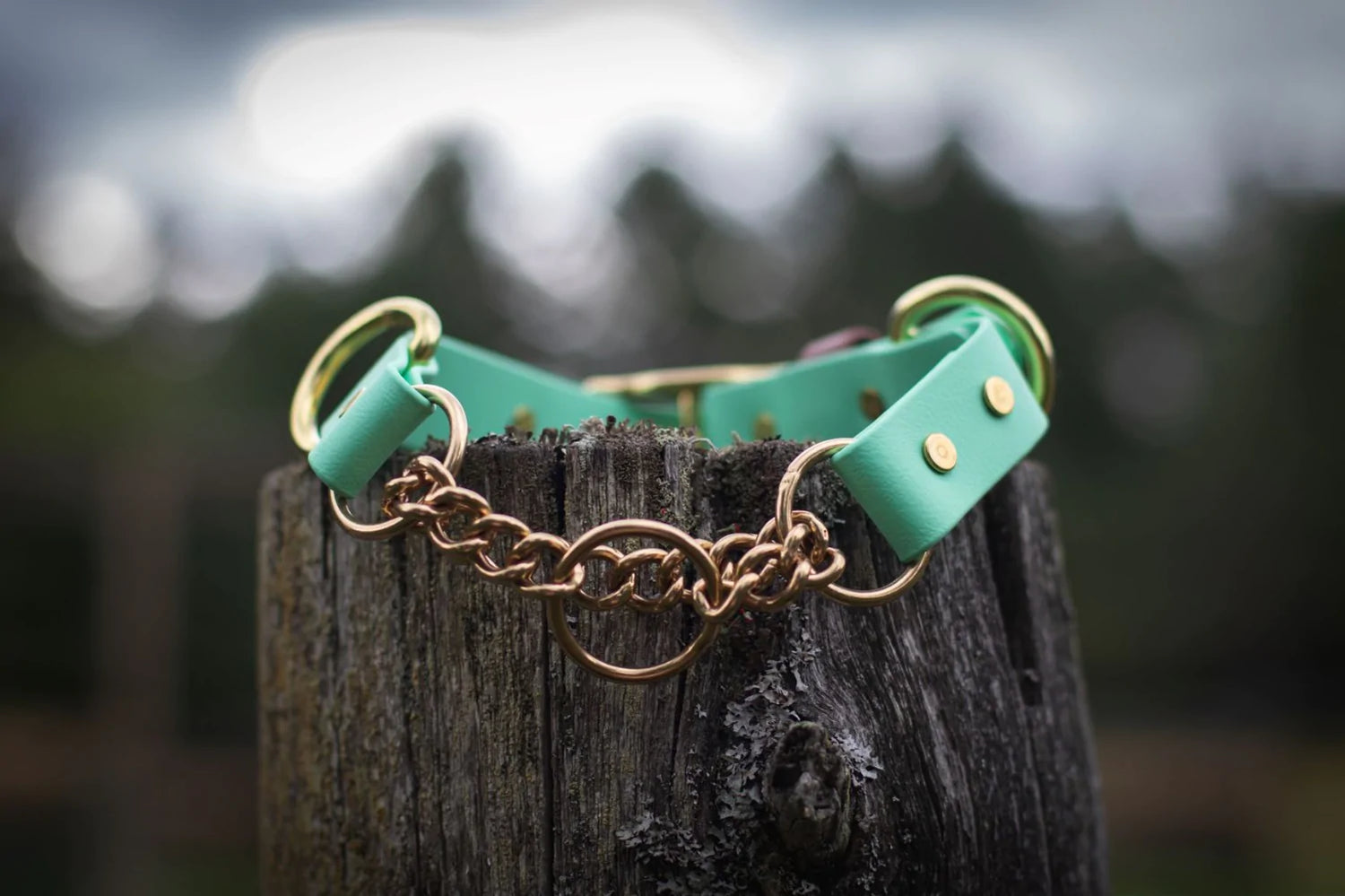 Backwoods Dog waterproof BioThane buckle martingale dog collar with brass hardware and mint webbing