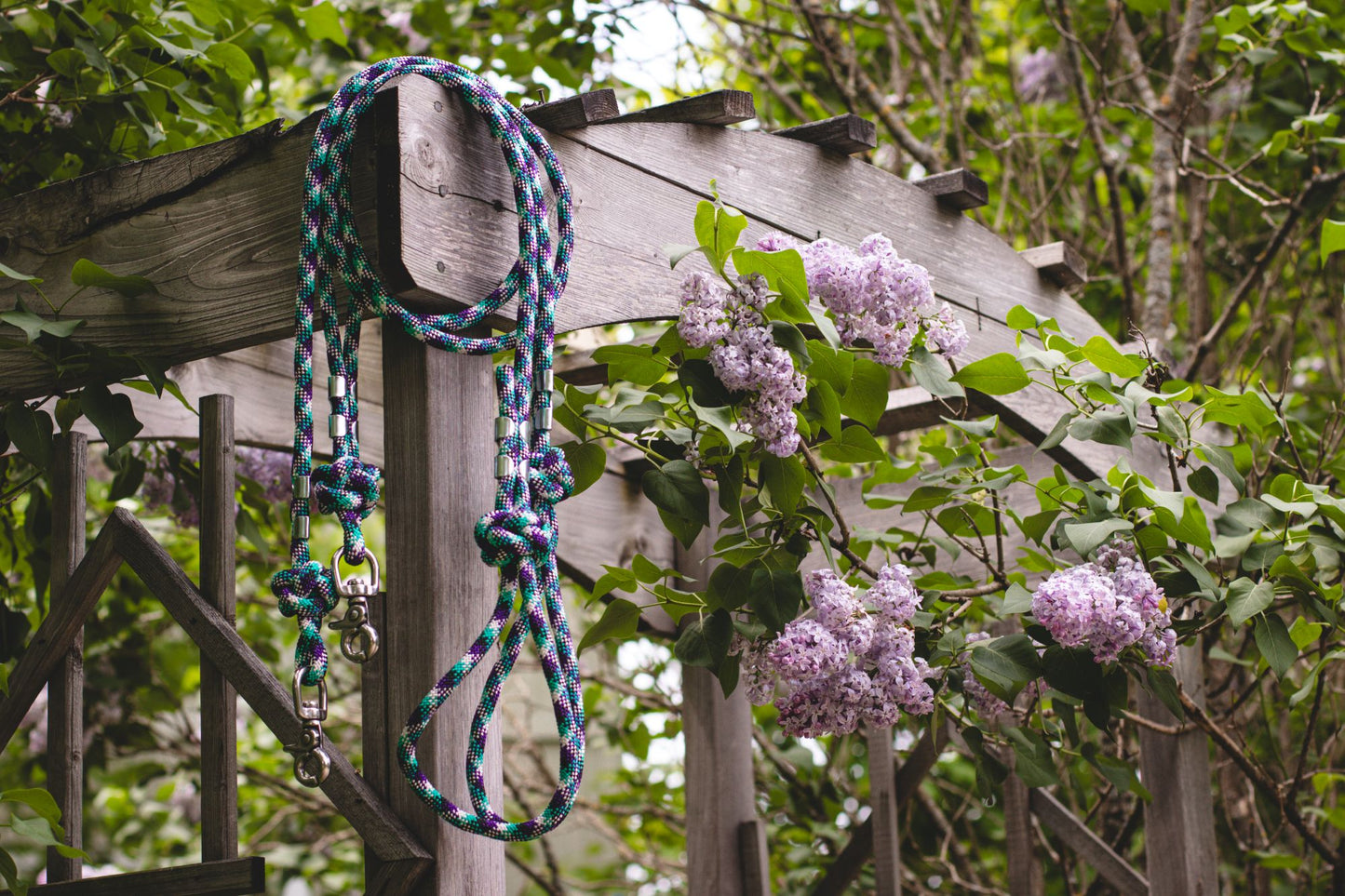 Leash hanging on a wooden structure with purple flowers in the background