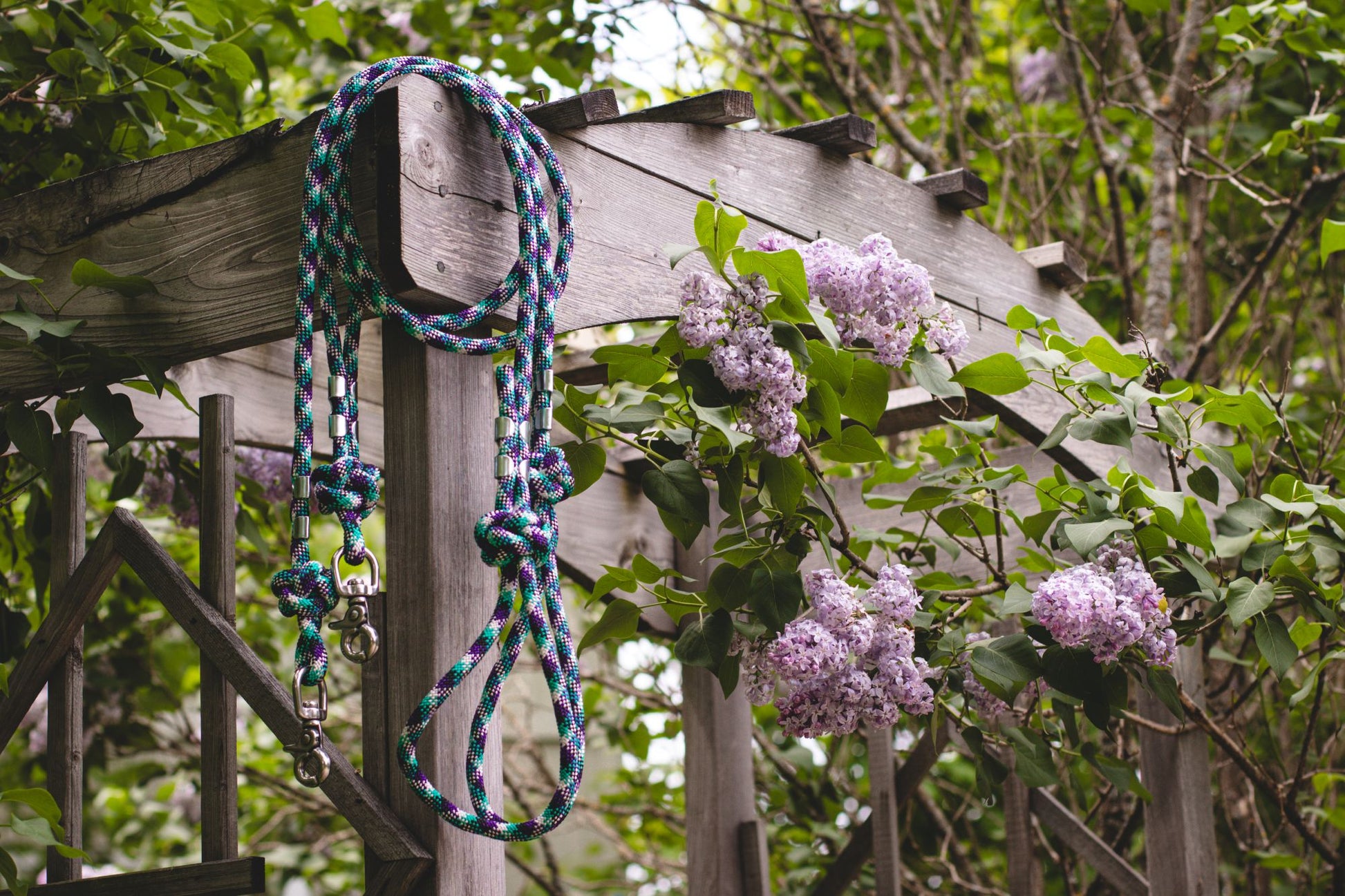 Leash hanging on a wooden structure with purple flowers in the background