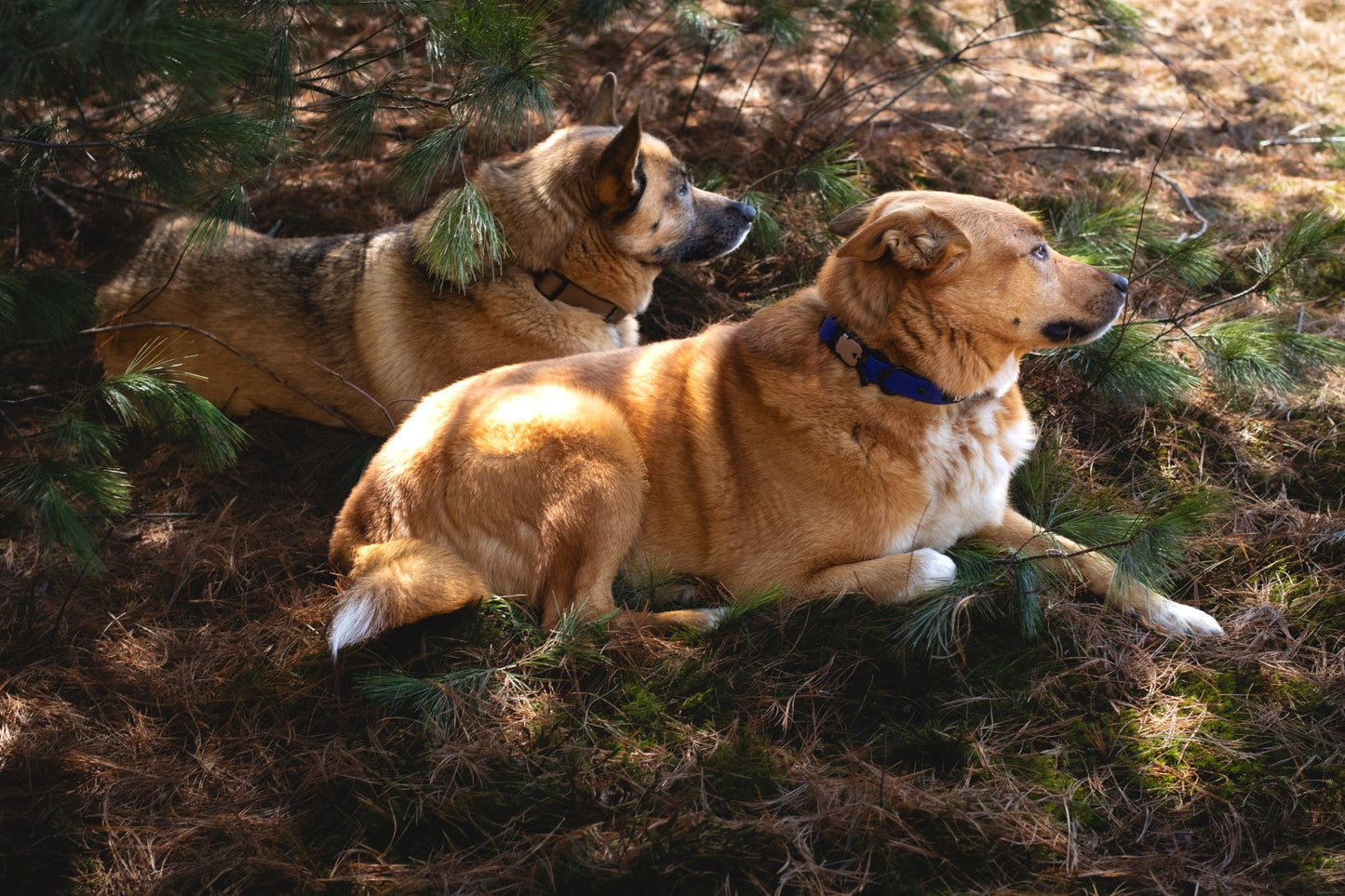Backwoods Dog wearing FIDLOCK magnetic v-buckle dog collar