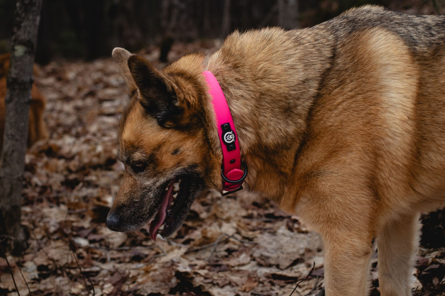 Backwoods Dog biothane waterproof black buckle dog collar