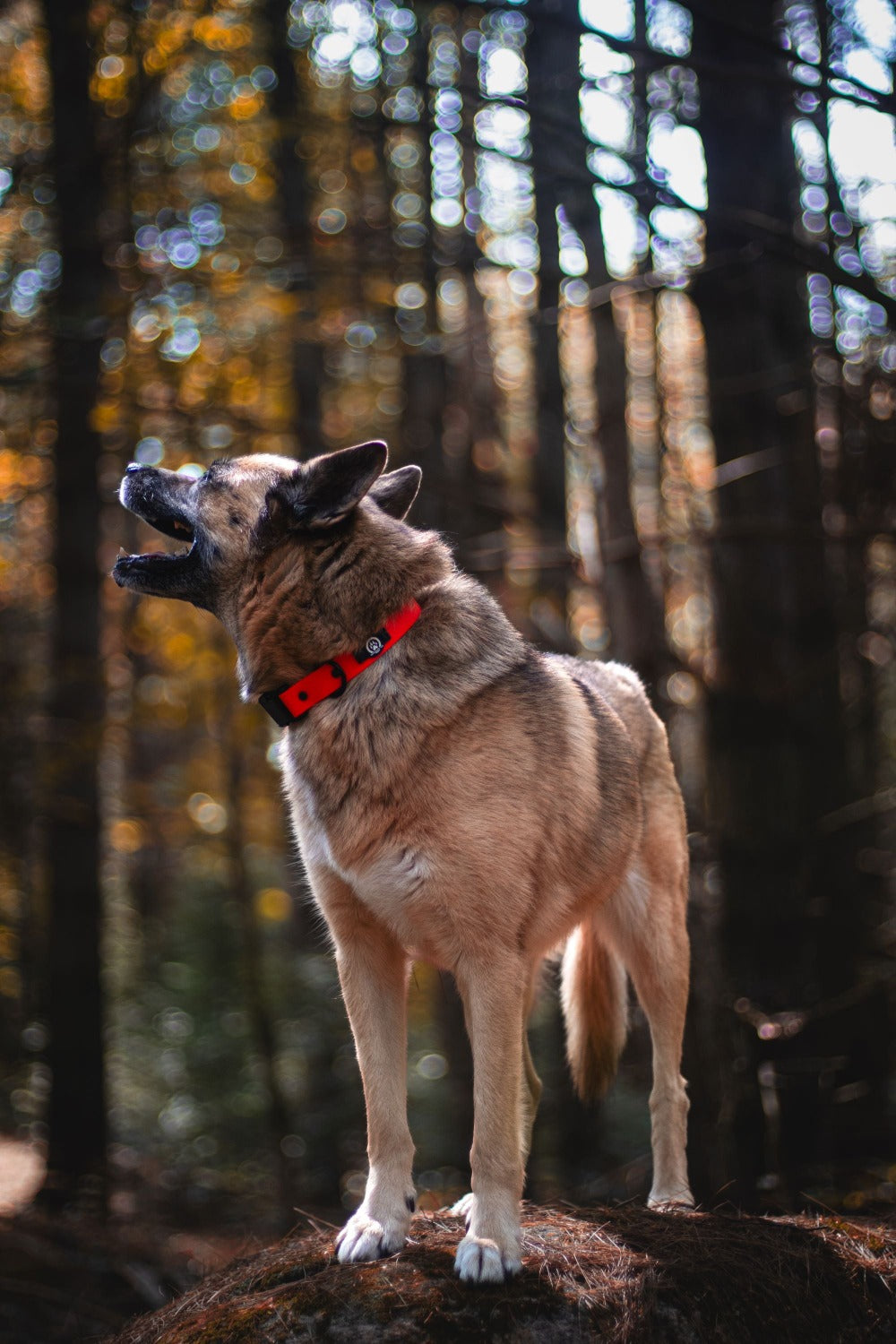 Backwoods Dog Luna wearing waterproof BioThane quick release dog collar