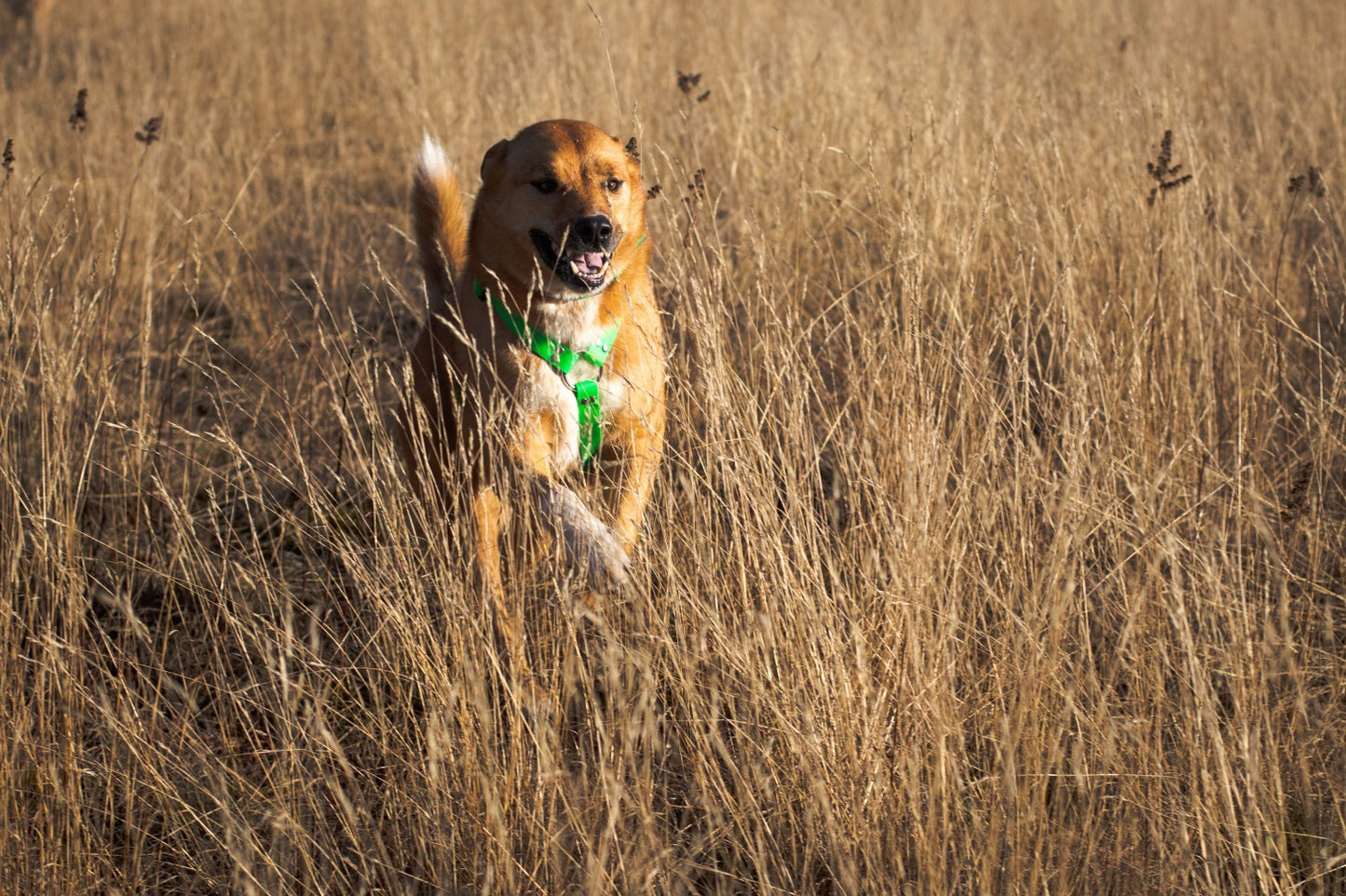 Backwoods Dog Fynn wearing y-front harness running is grassy field