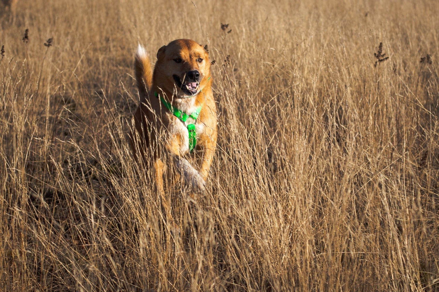 Backwoods Dog Fynn wearing y-front harness running is grassy field
