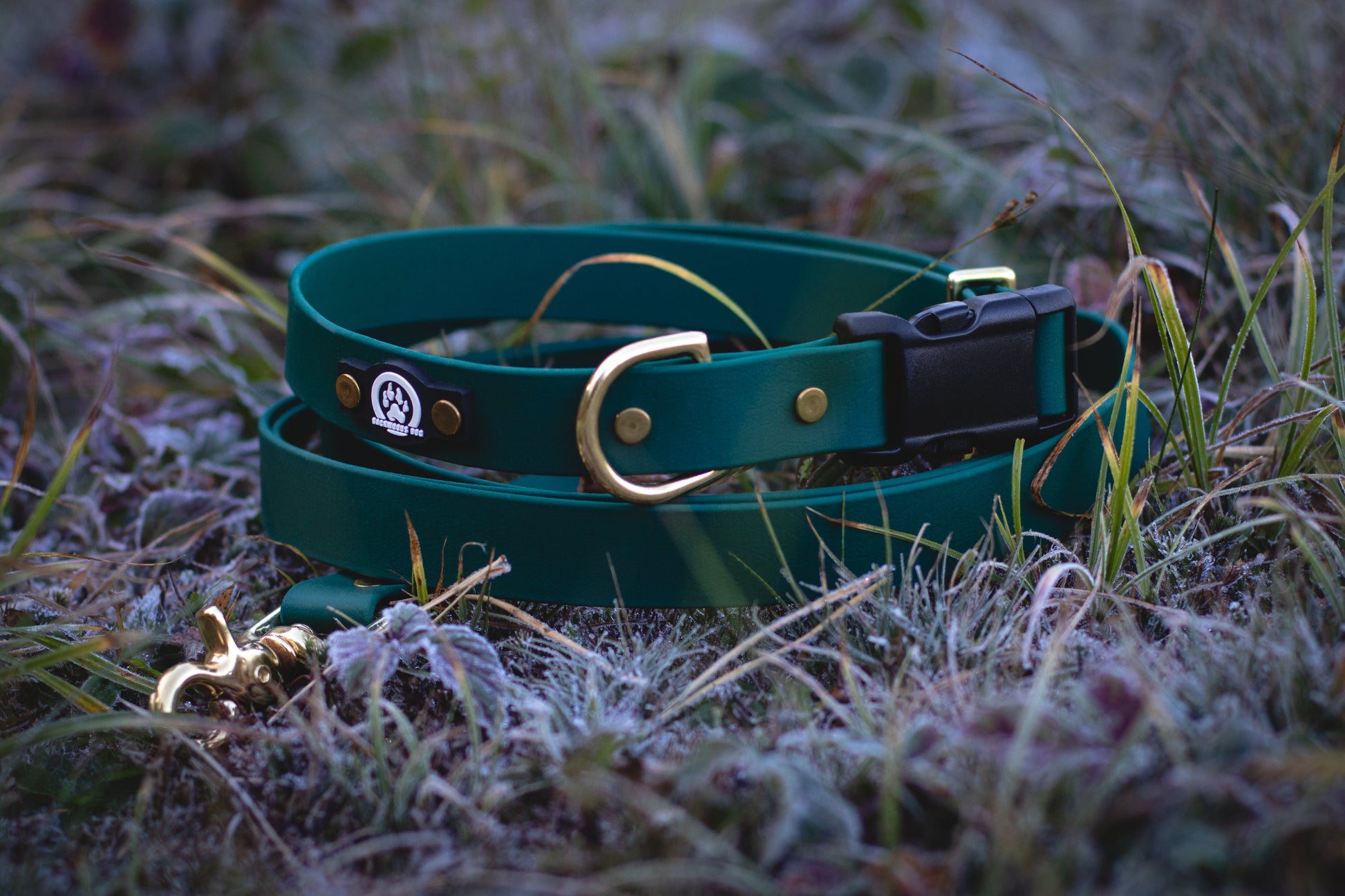 Green dog collar with gold hardware on a frosty grass background