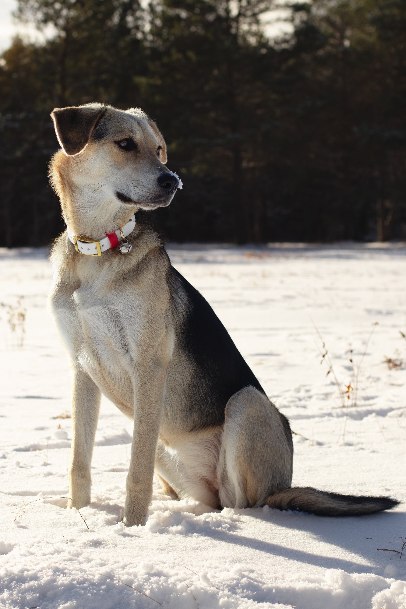 Collier à boucle de Noël imperméable