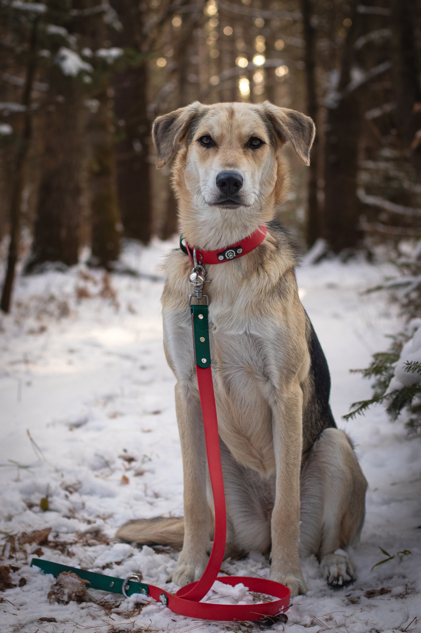 Collier à boucle de Noël imperméable