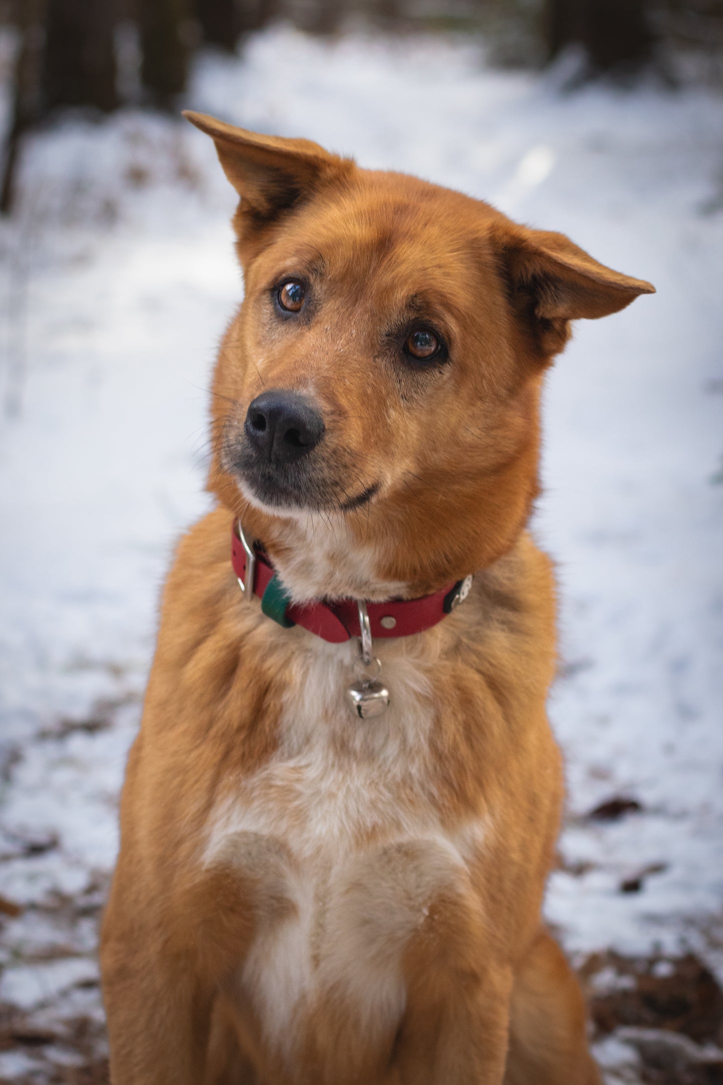 Collier à boucle de Noël imperméable