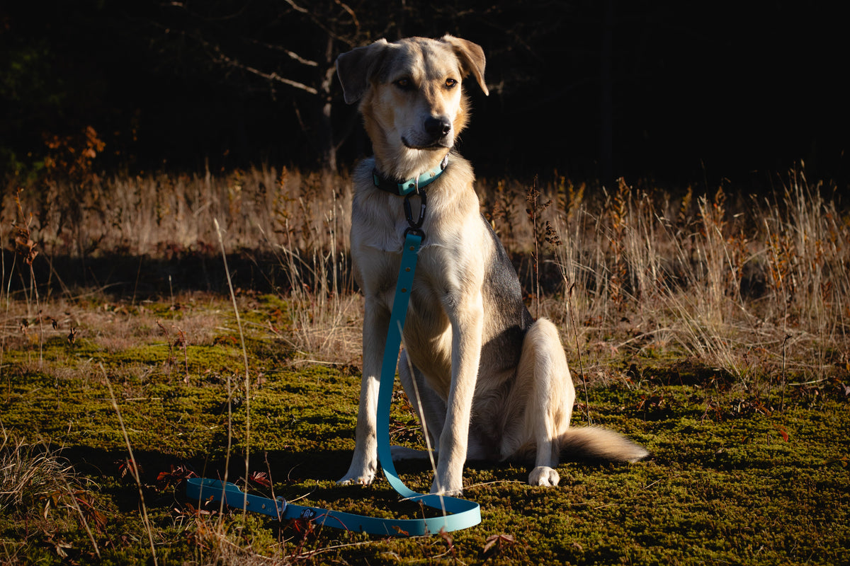 quick release collar carabiner leash waterproof biothane turquoise
