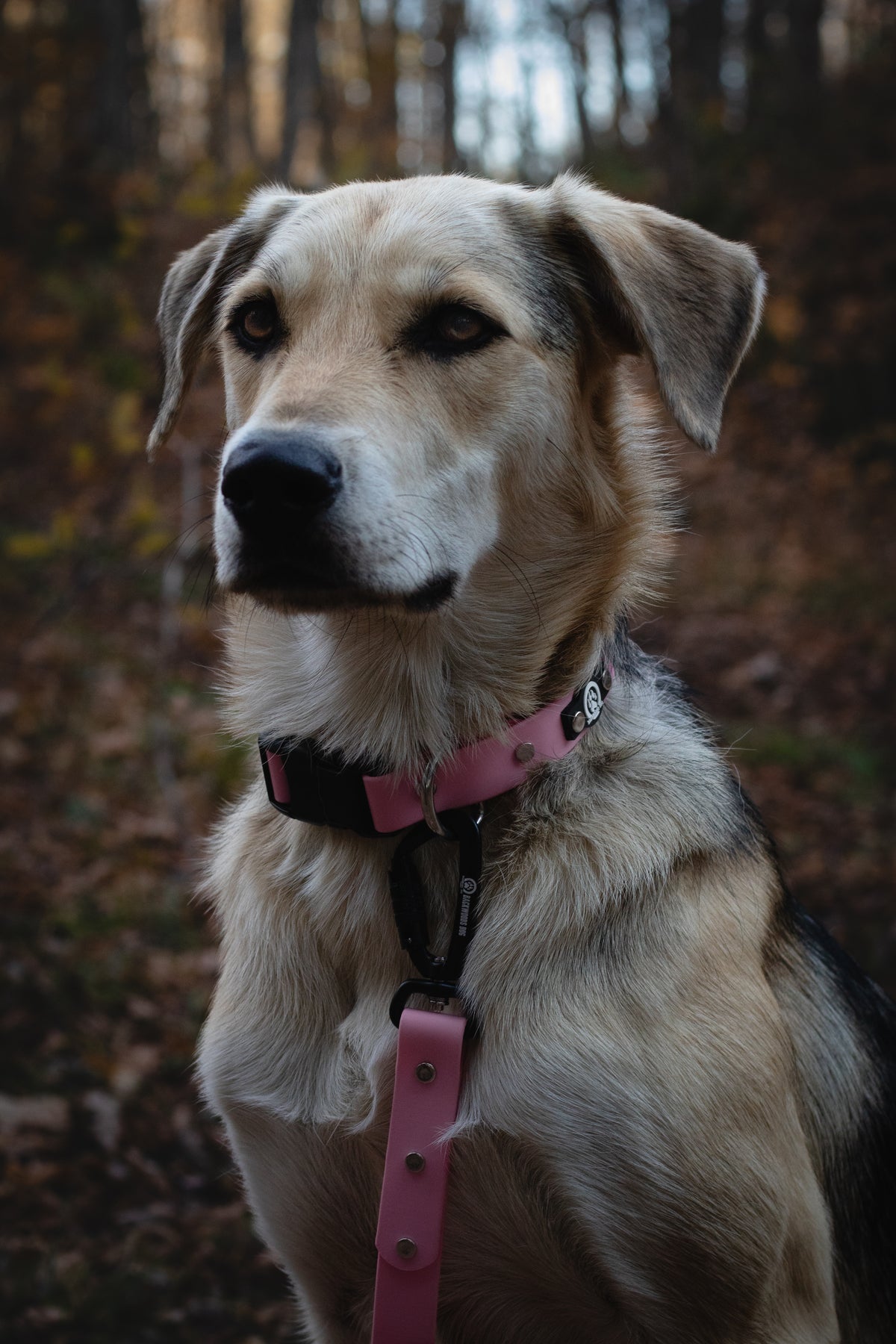 quick release collar and carabiner leash waterproof baby pink