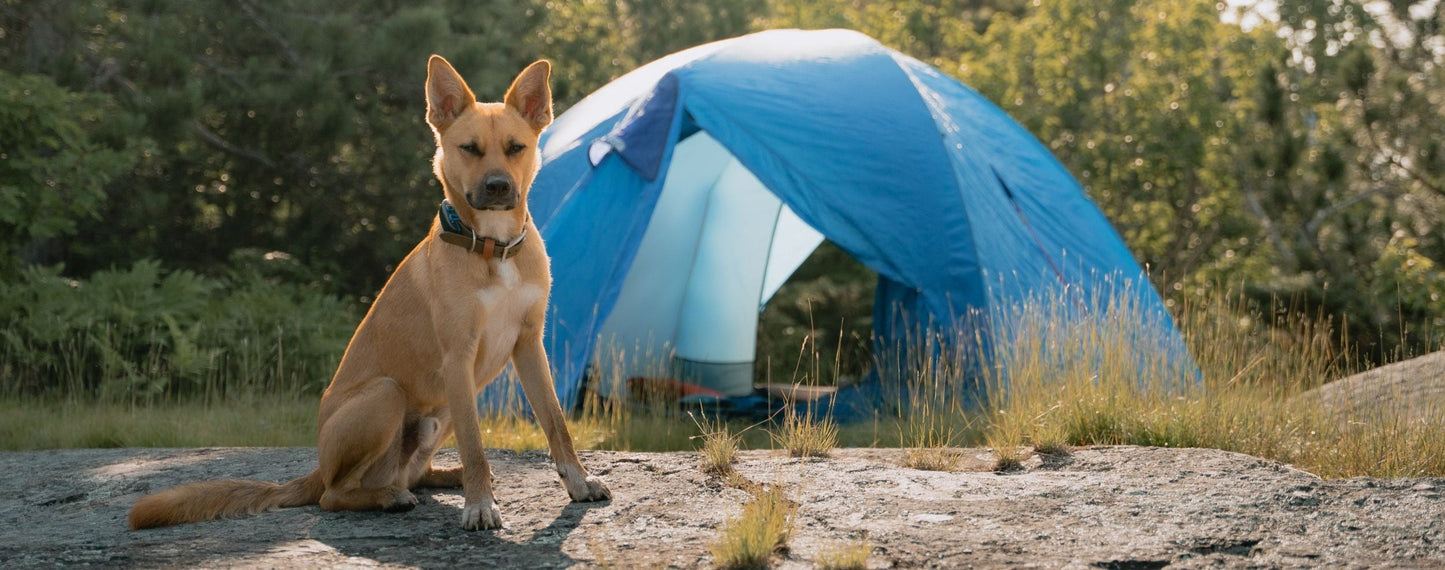 killarney provincial park camping backwoods dog stainless steel collar
