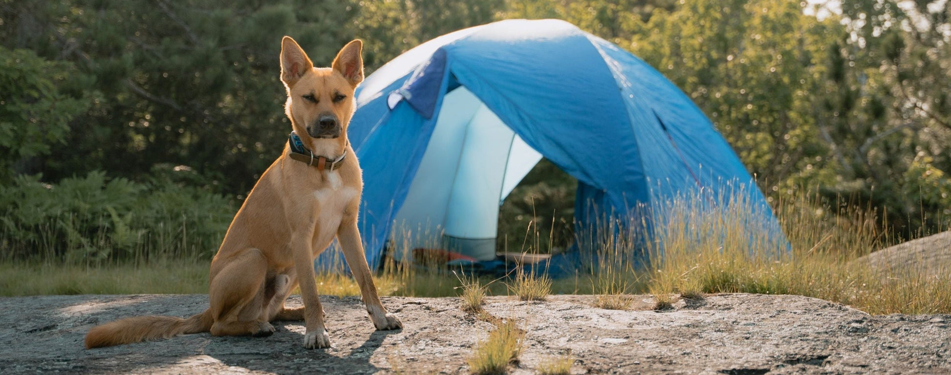killarney provincial park camping backwoods dog stainless steel collar