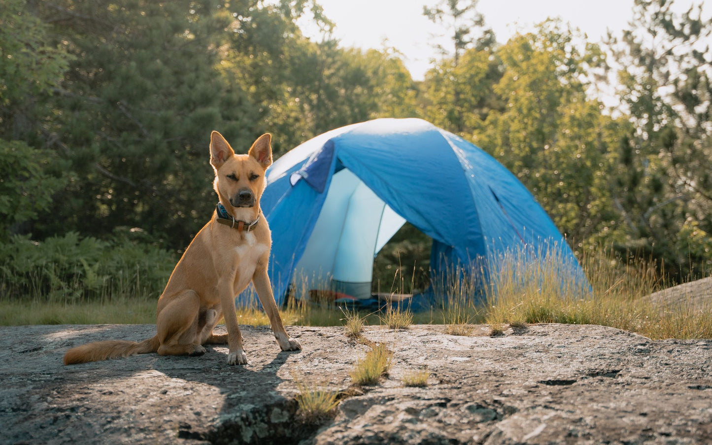 Collier classique imperméable à boucle en acier inoxydable