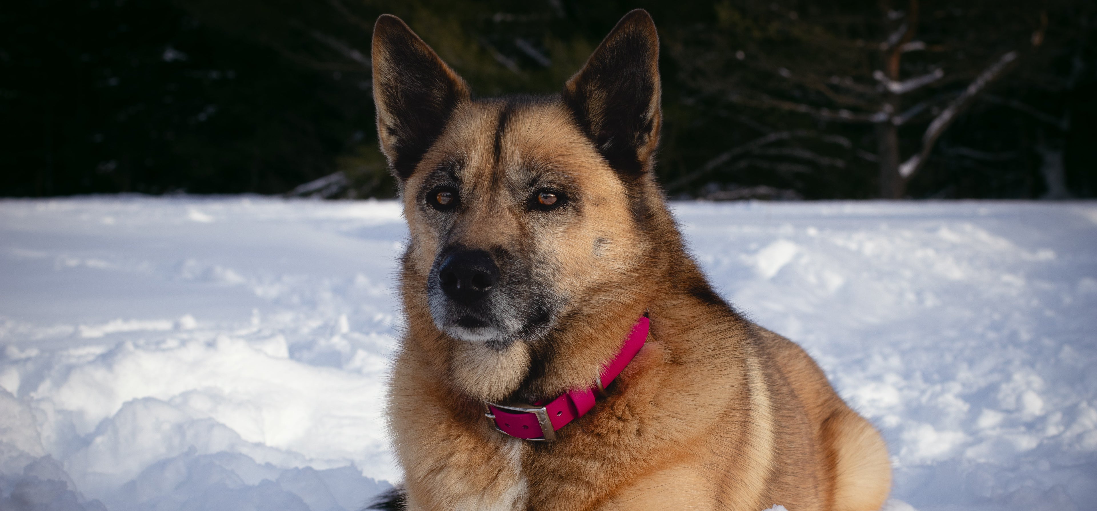 husky shepherd laying in the snow wearing a backwoods dog biothane waterproof collar