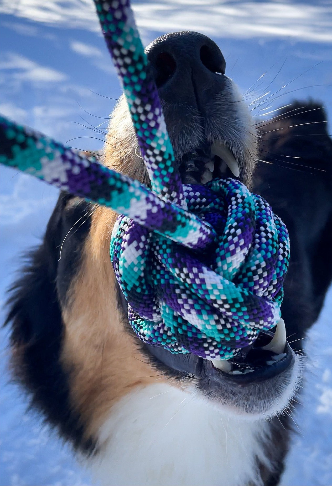 Dog grabbing a colorful rope knot against a snowy background