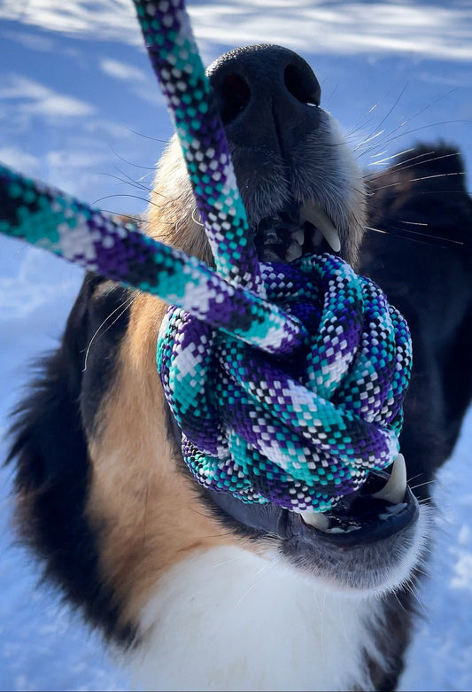 Dog grabbing a colorful rope knot against a snowy background