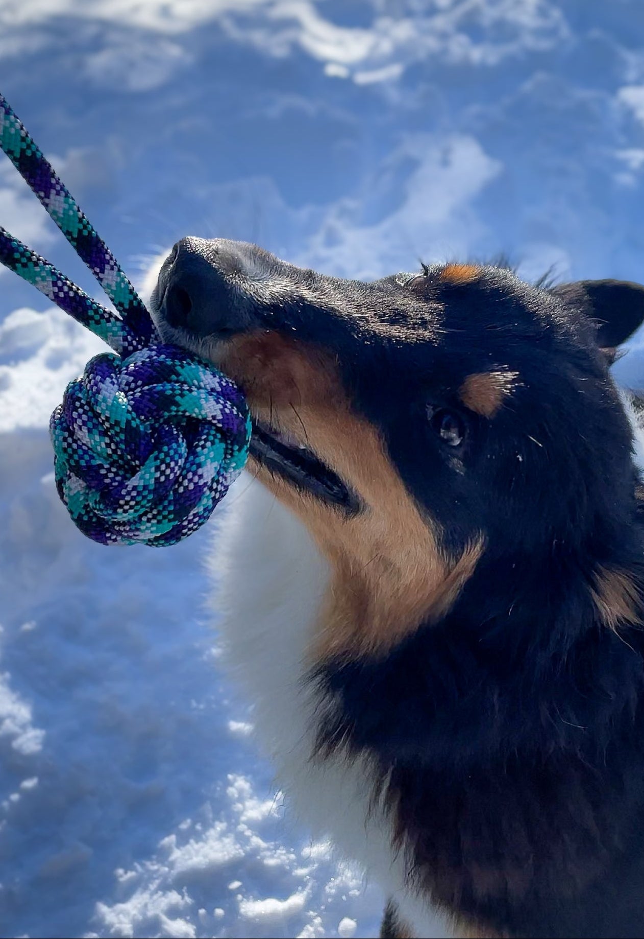 Dog playing with a colorful rope toy in the snow