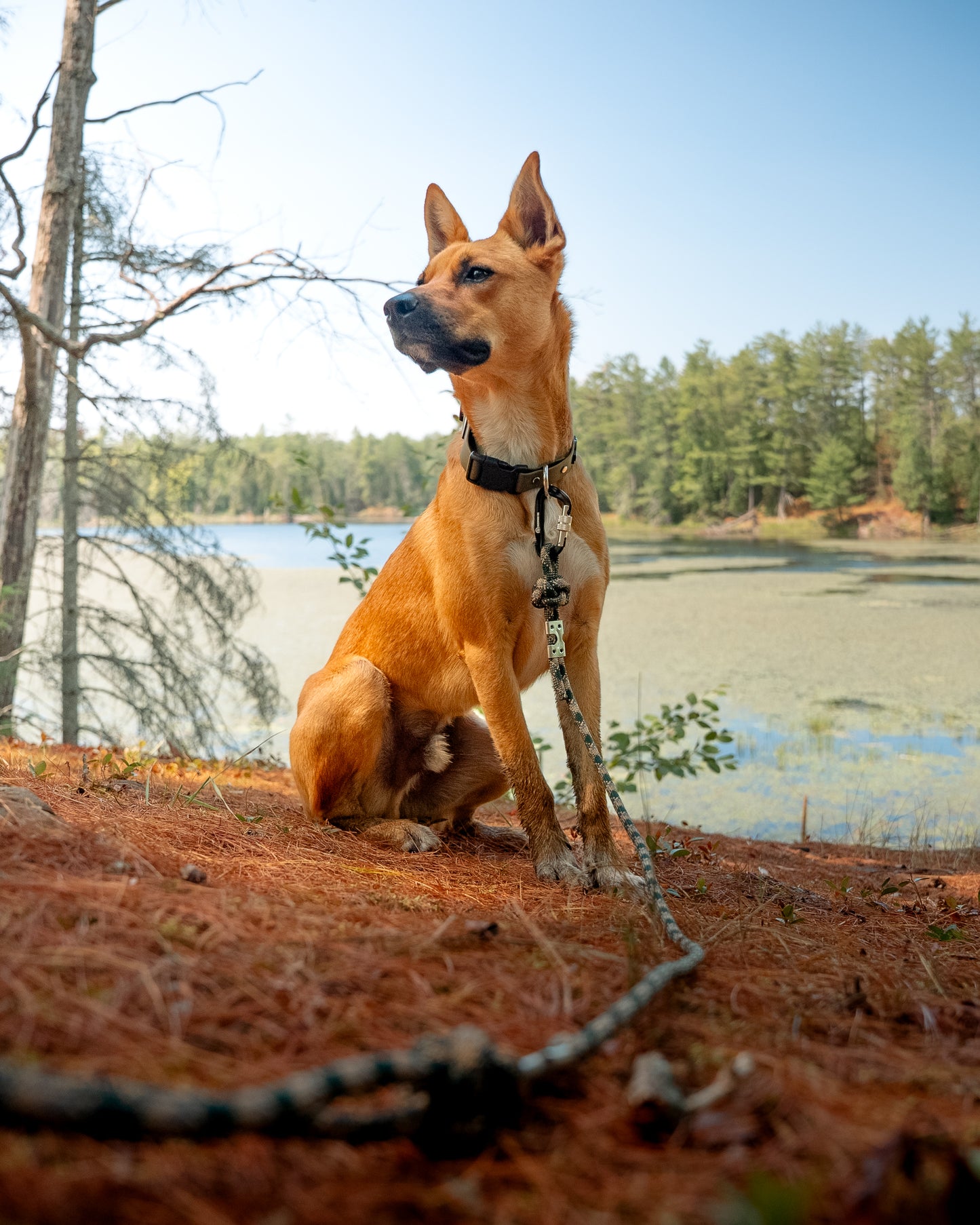 Backwoods Carabiner Rope Leash