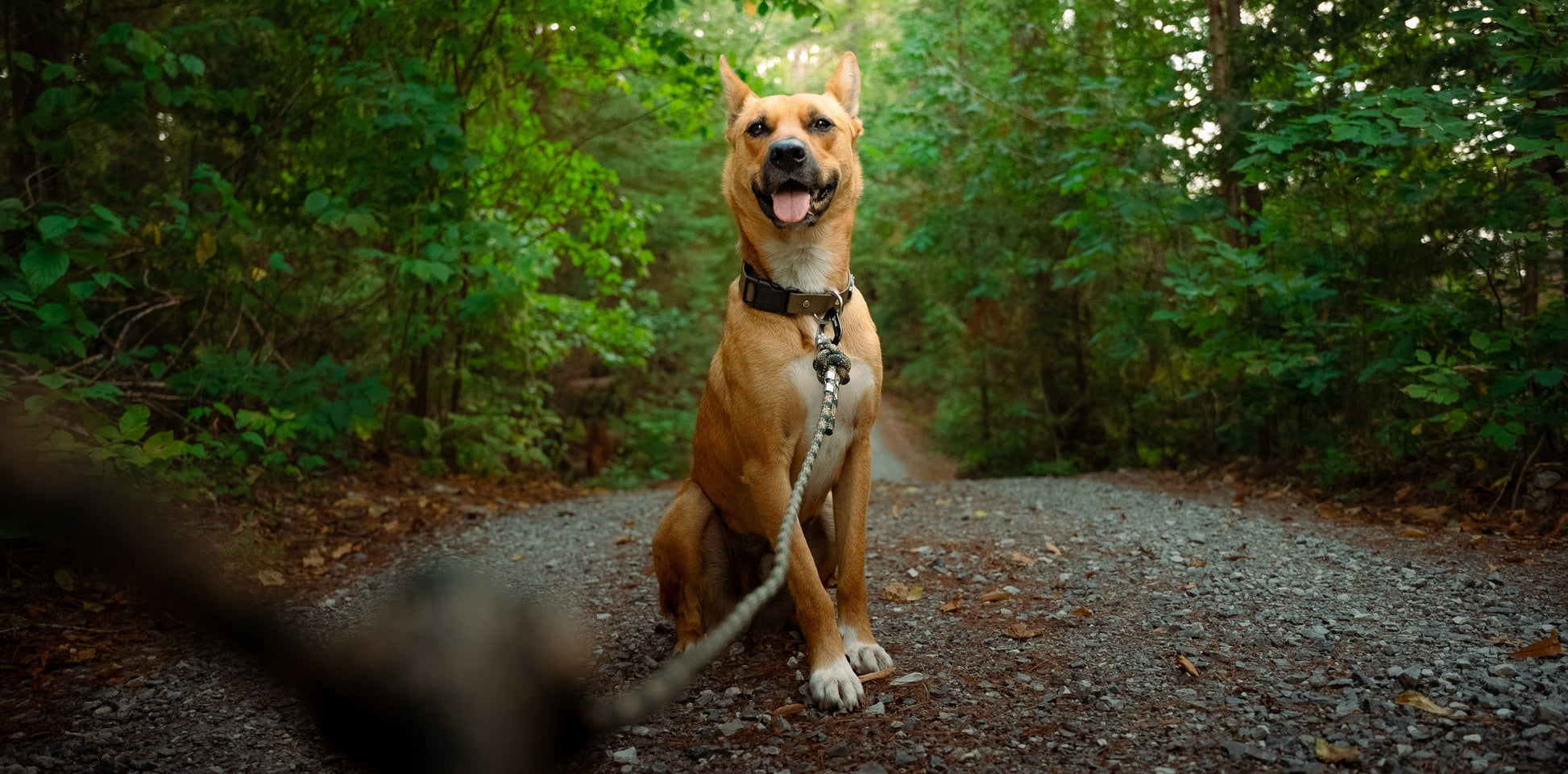 Dog on a leash sitting on a path in a forest