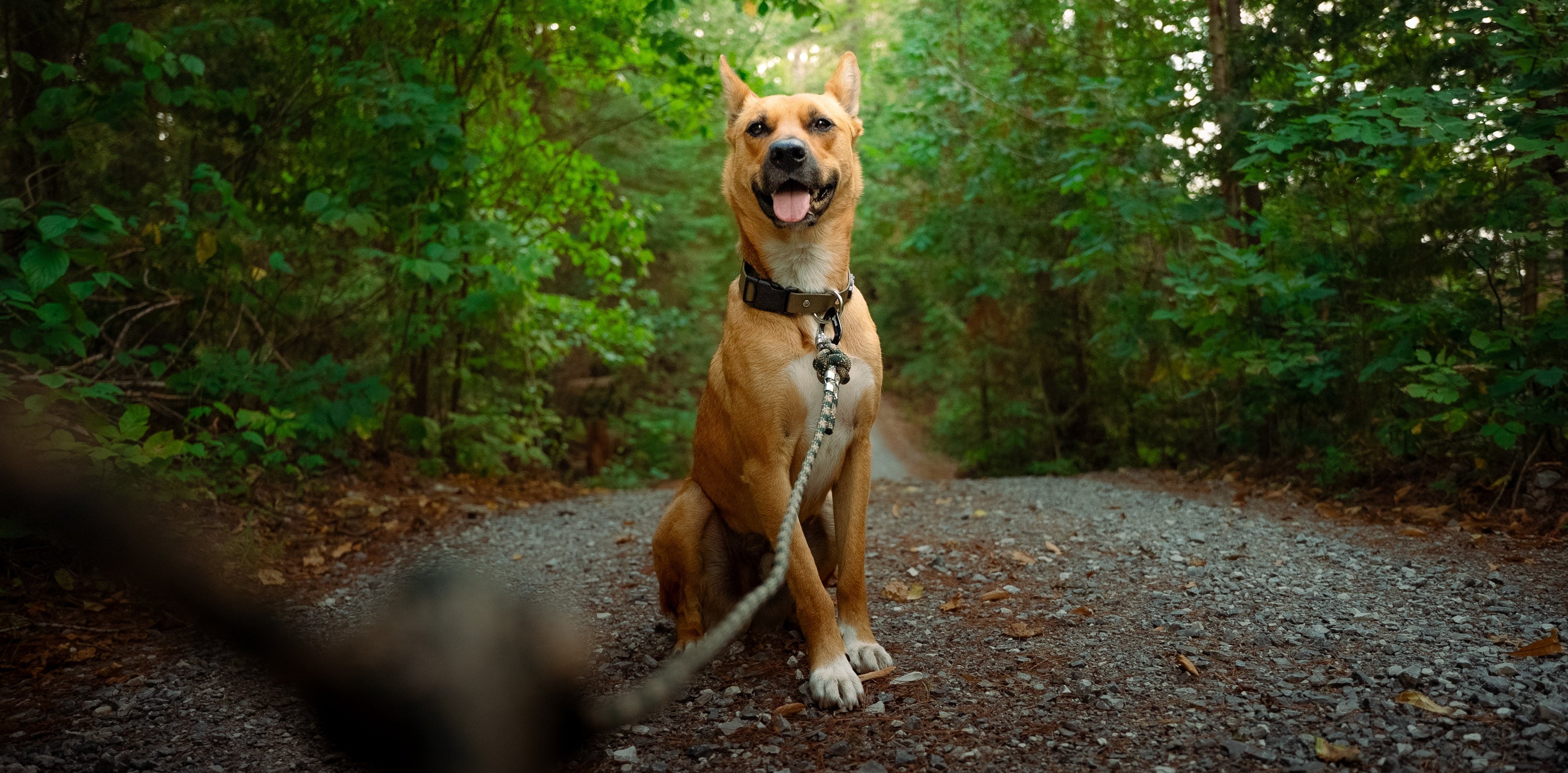 Dog on a leash sitting on a path in a forest