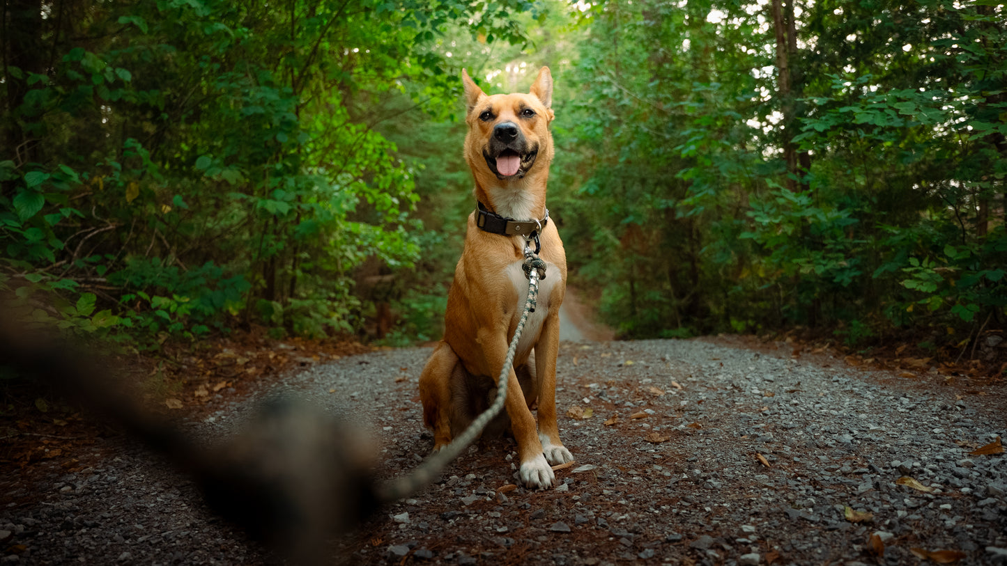 Backwoods Carabiner Rope Leash